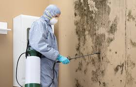 Best Basement Mold Removal  in Chickamau, GA